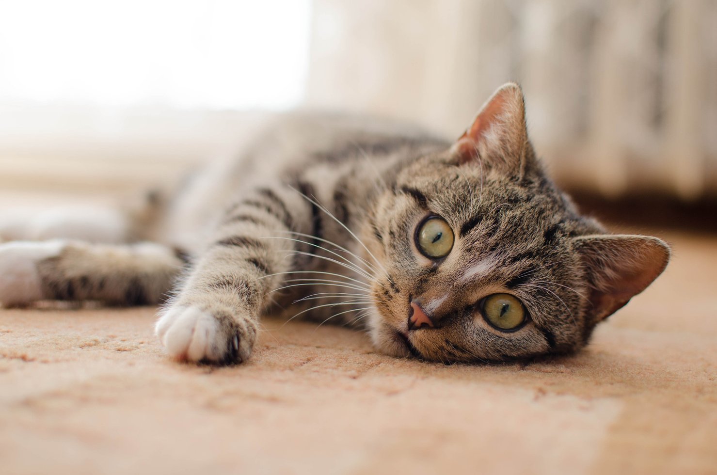 Domestic Cat With Green Eyes