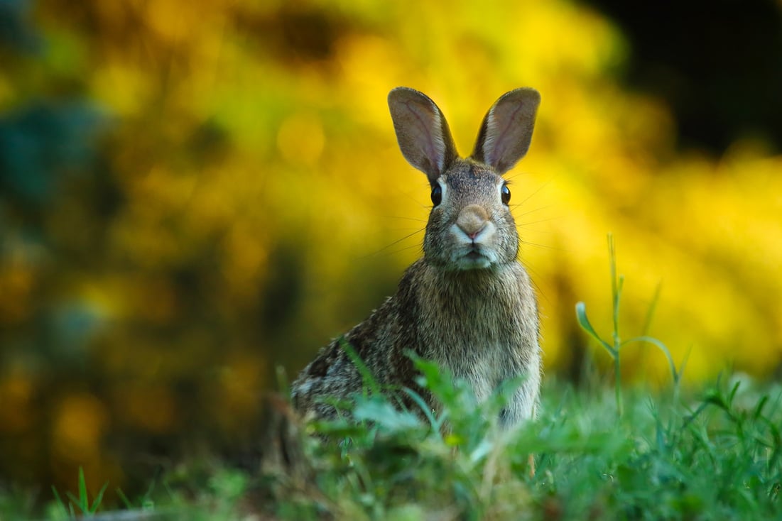 Rabbit on the Grass