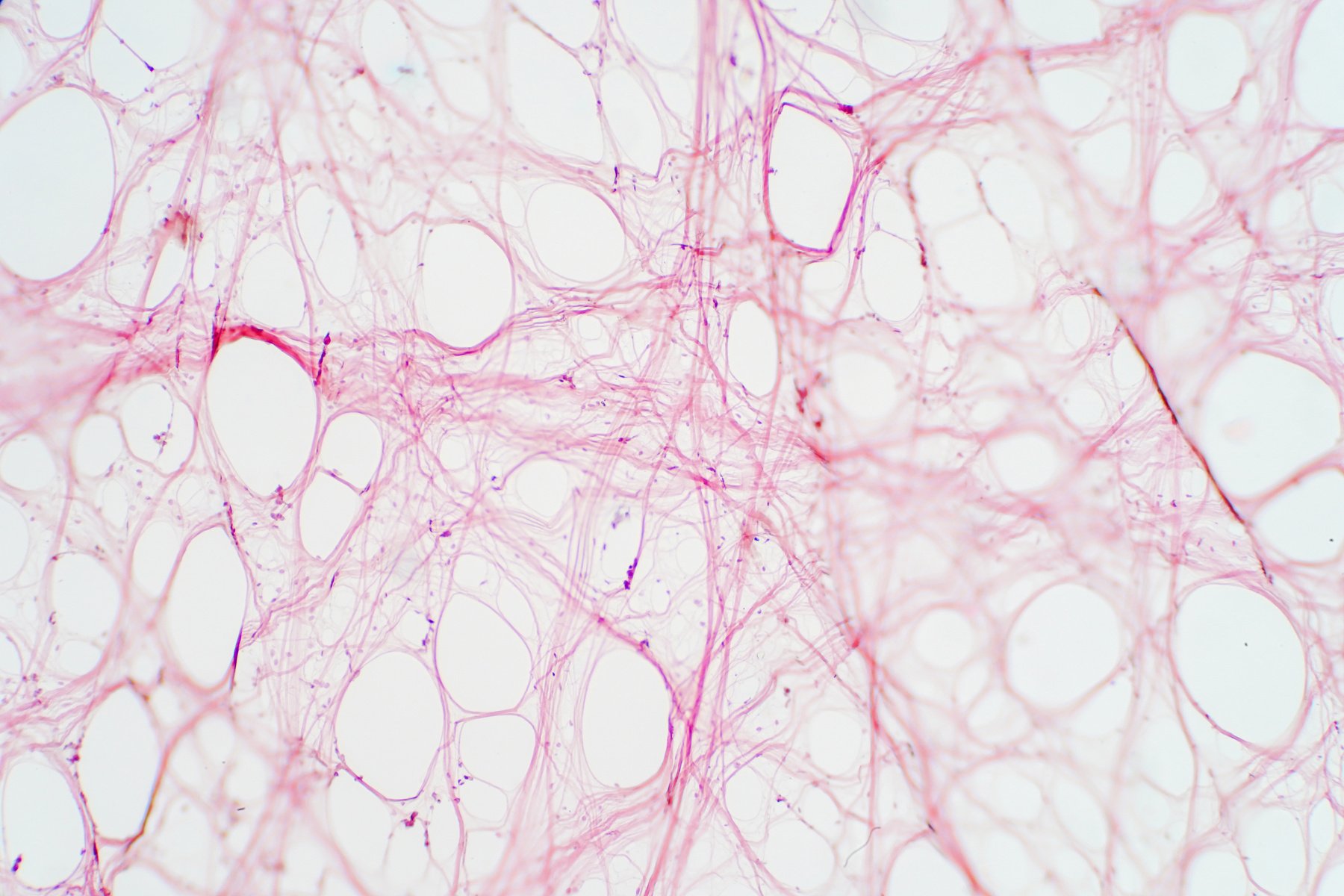 Areolar connective tissue under the microscope view. Histological for human physiology.