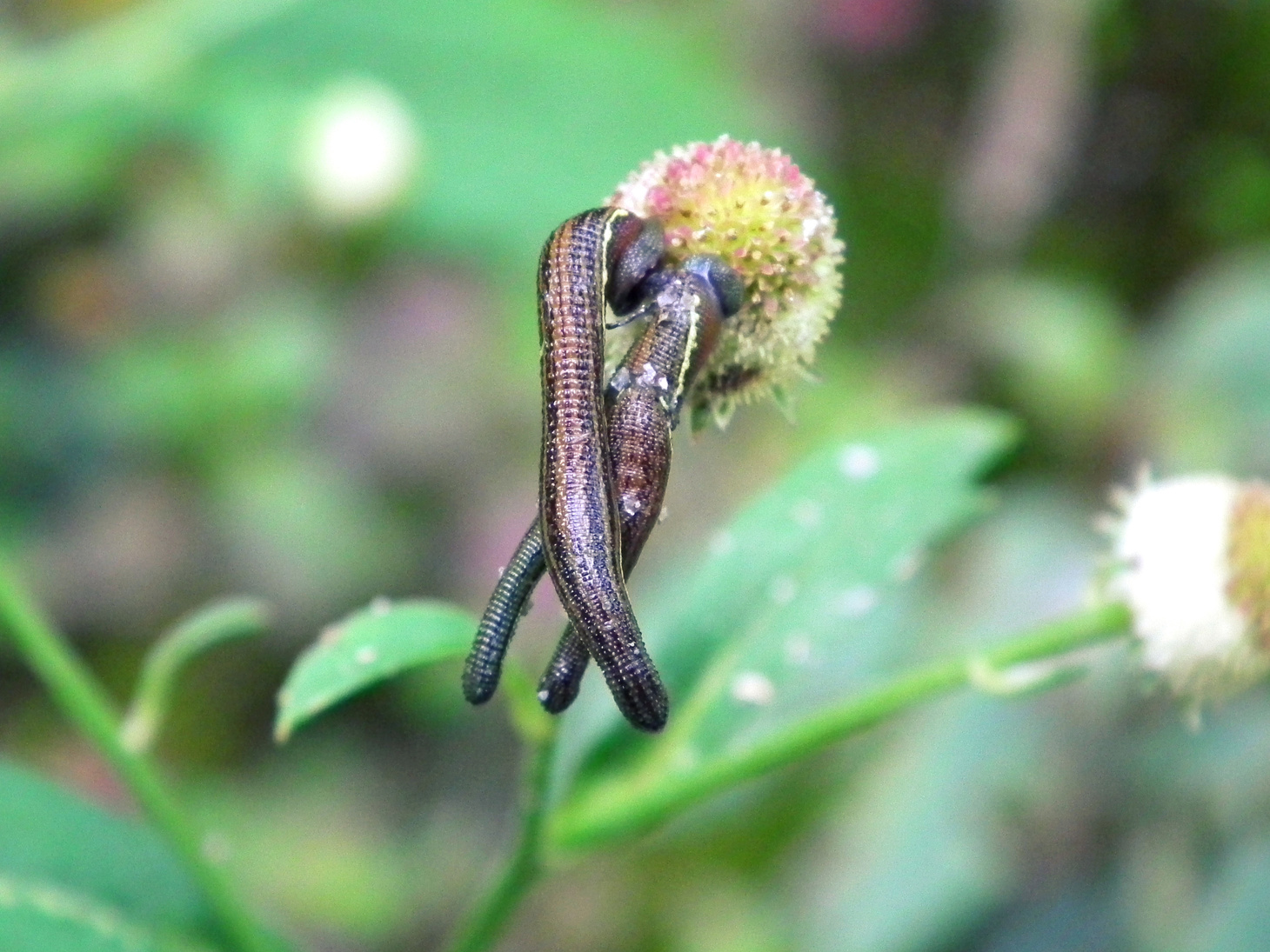 Leech sucking flower nectar