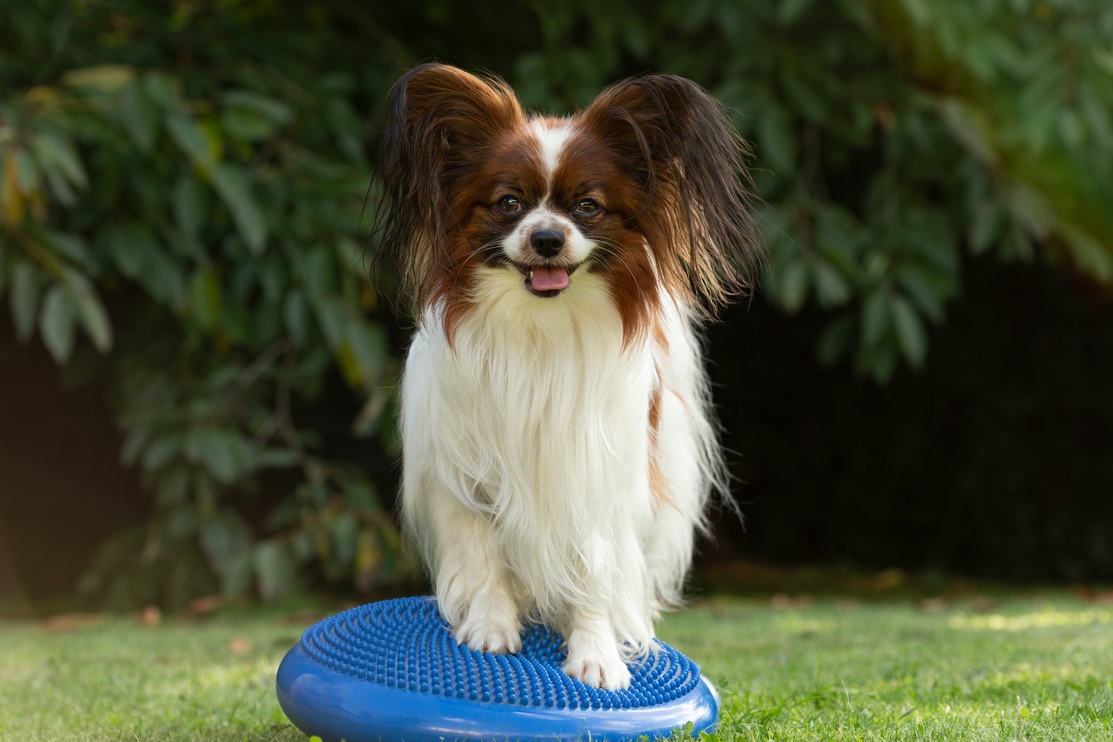 Purebred dog Dog Papillon is exercising on a balancing pillow Air Stability Wobble Cushion